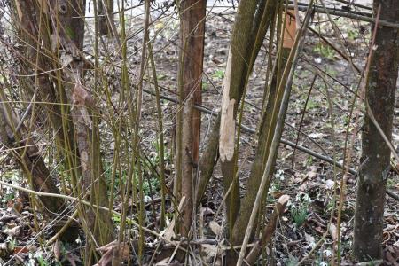 Gnezdilnice Radulja 11 Bober